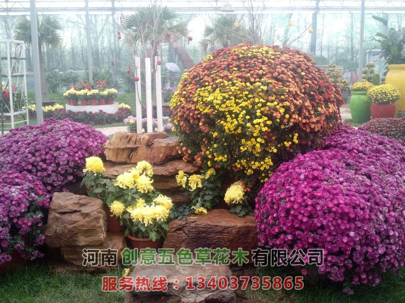 菊花造型