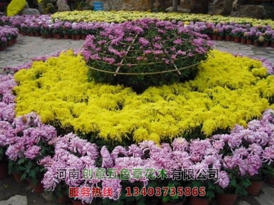 菊花造型