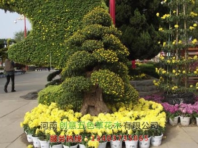 菊花造型