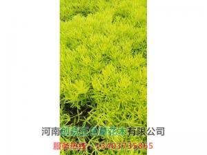 佛甲草