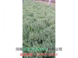 佛甲草